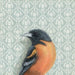 Framed art print of a Baltimore oriole on a patterned background.
