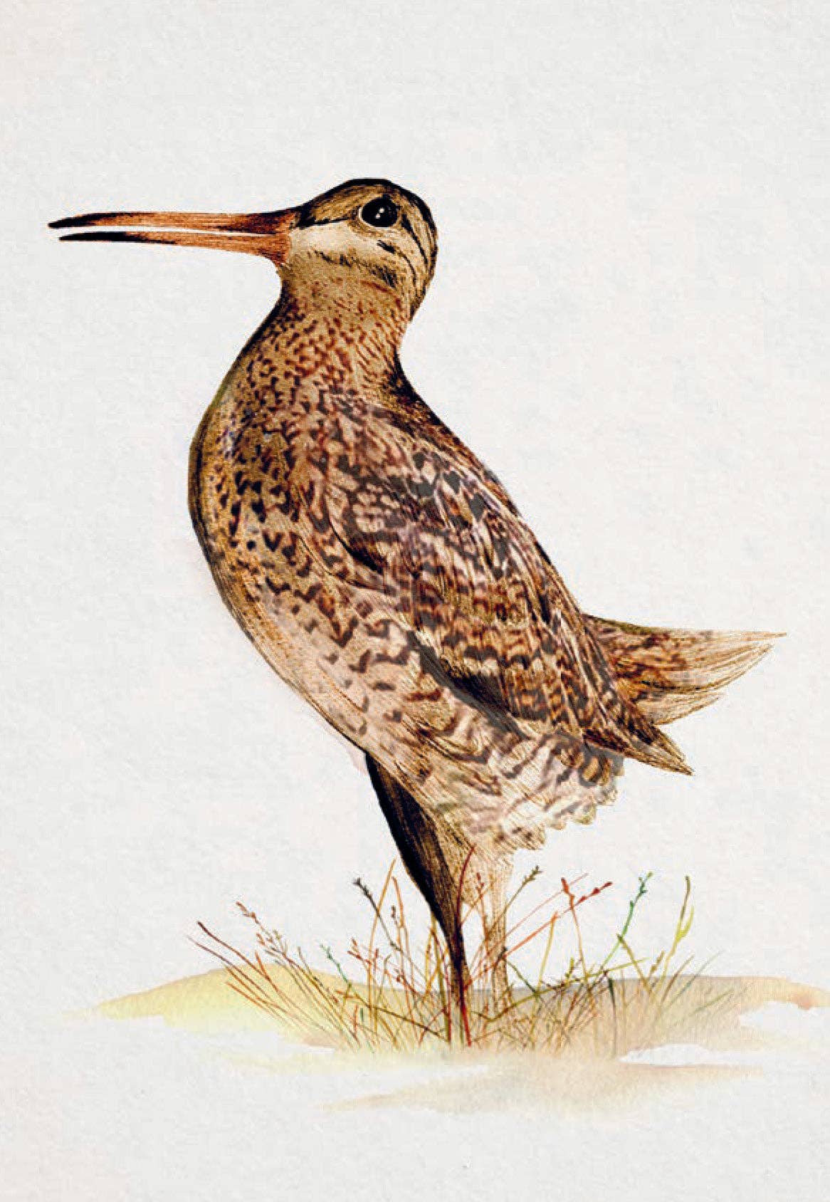 Detailed illustration of a bird, showcasing its unique features and natural habitat, from the 'Bird Box | 100 Postcards by 10 Artists' collection by Chronicle Books.