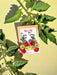 Stylish display of Cherry Tomato Dangle earrings by Sunnie Creative, presented on a card with a backdrop of fresh tomato leaves, emphasizing the colorful cherry tomato design.