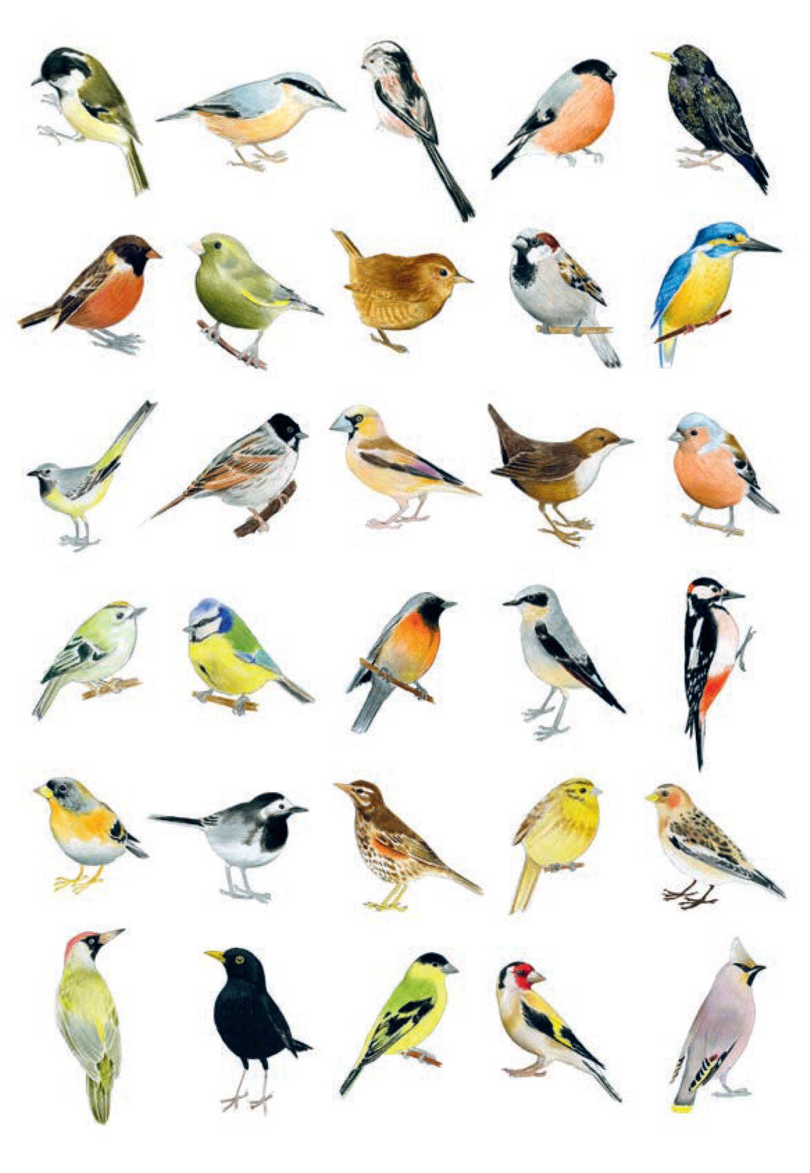 Diverse array of birds illustrated in detail, showcasing various species, from 'Bird Box | 100 Postcards by 10 Artists' by Chronicle Books.