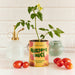 Cherry tomato grow kit by Modern Sprout highlighted in a stylish kitchen setting, featuring a young tomato plant growing in a vibrant yellow can. Part of the Complimentary Color Grow Kits.