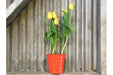 Red ceramic pot with yellow tulips 