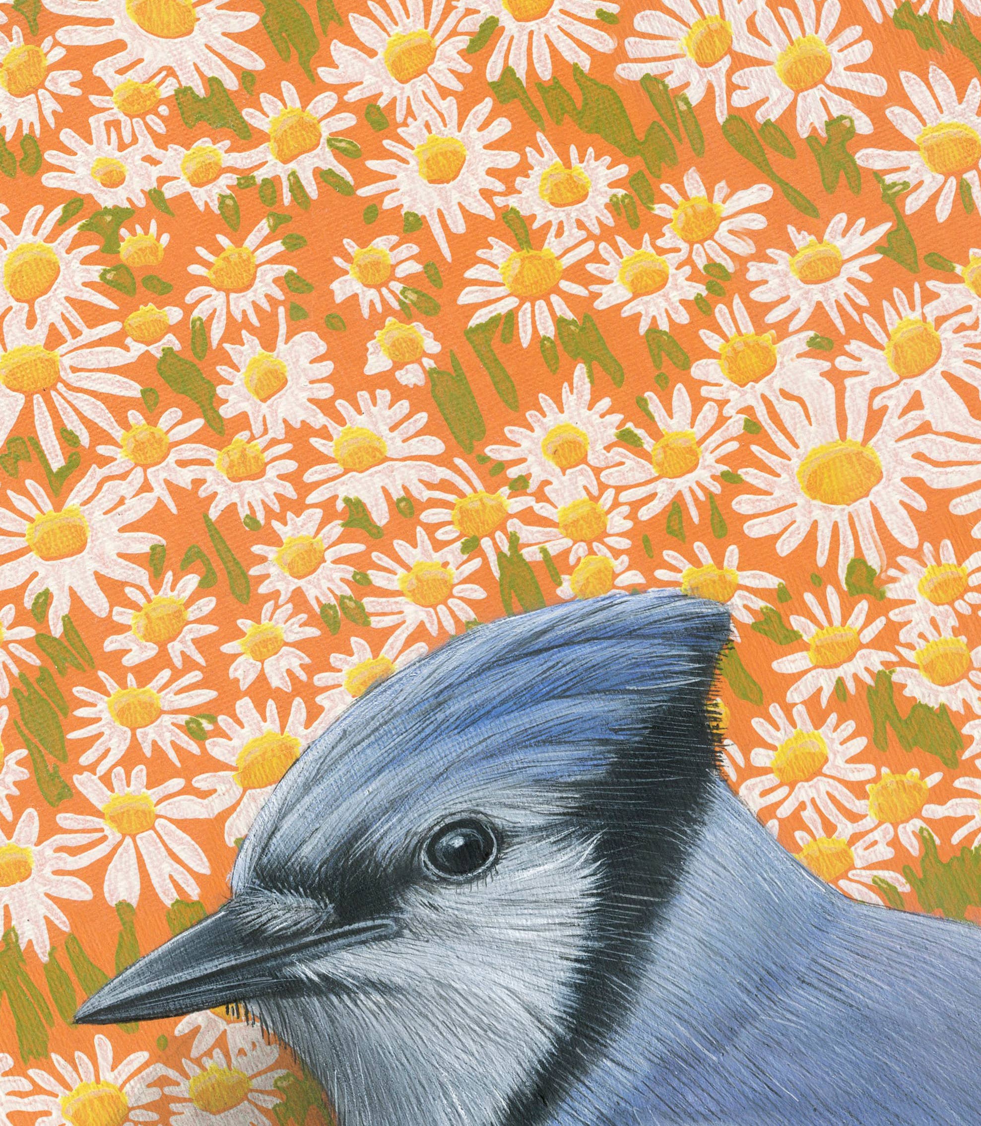 Detailed depiction of Bluejay fine art print by Emily Uchytil, focusing on the unique features of a blue jay bird among a floral backdrop.
