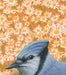 Detailed depiction of Bluejay fine art print by Emily Uchytil, focusing on the unique features of a blue jay bird among a floral backdrop.