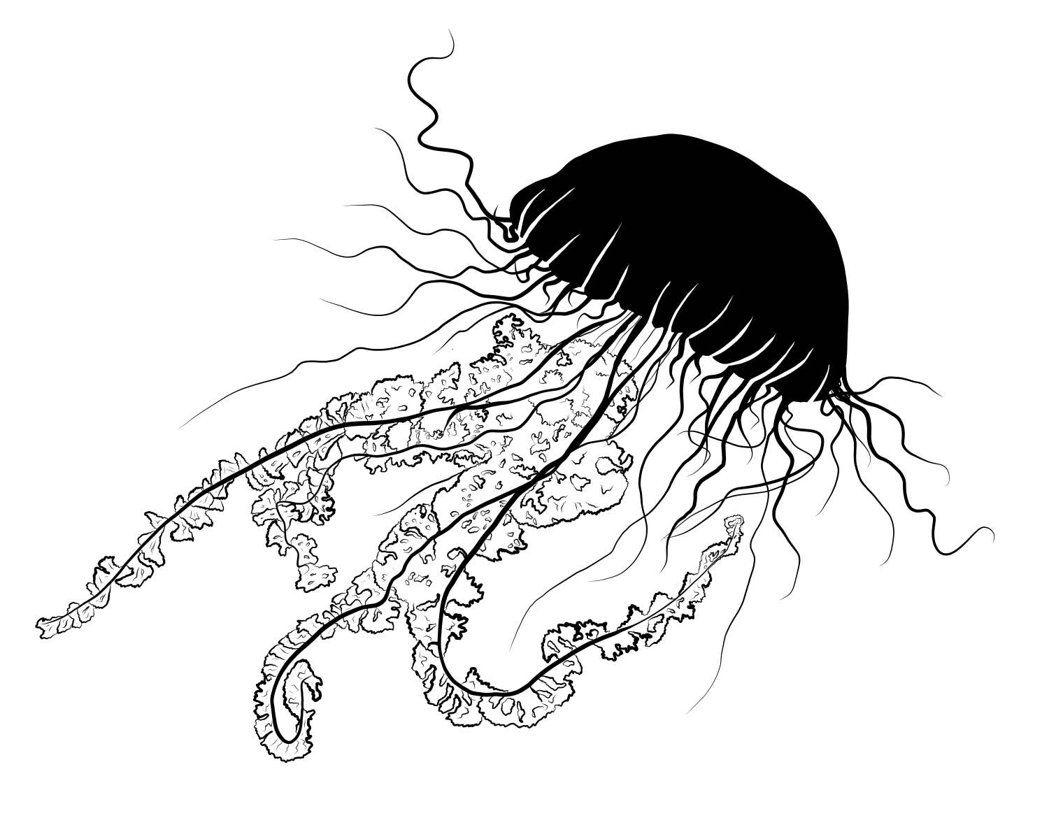 black jellyfish