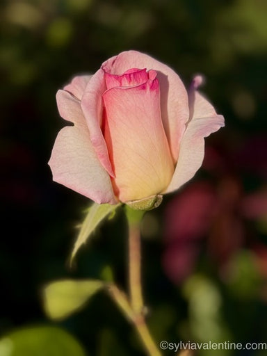 A close-up image of a delicate pink rose, showcasing its soft petals and natural beauty. Photography by Hearts for the Arts, titled 'The Perfect Rose'.