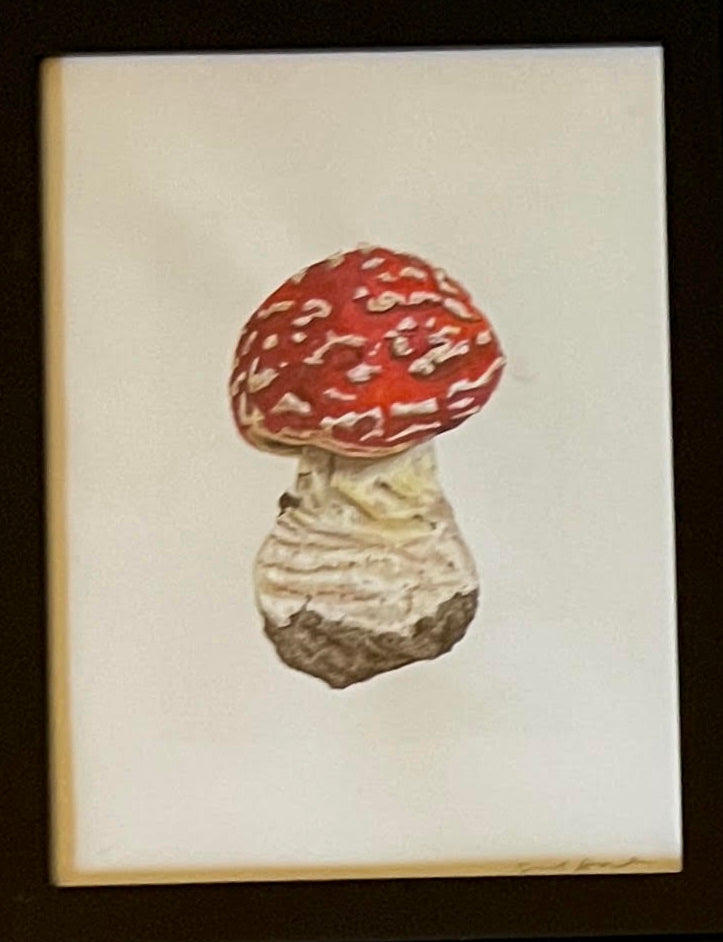 Amanita Muscaria - White Background