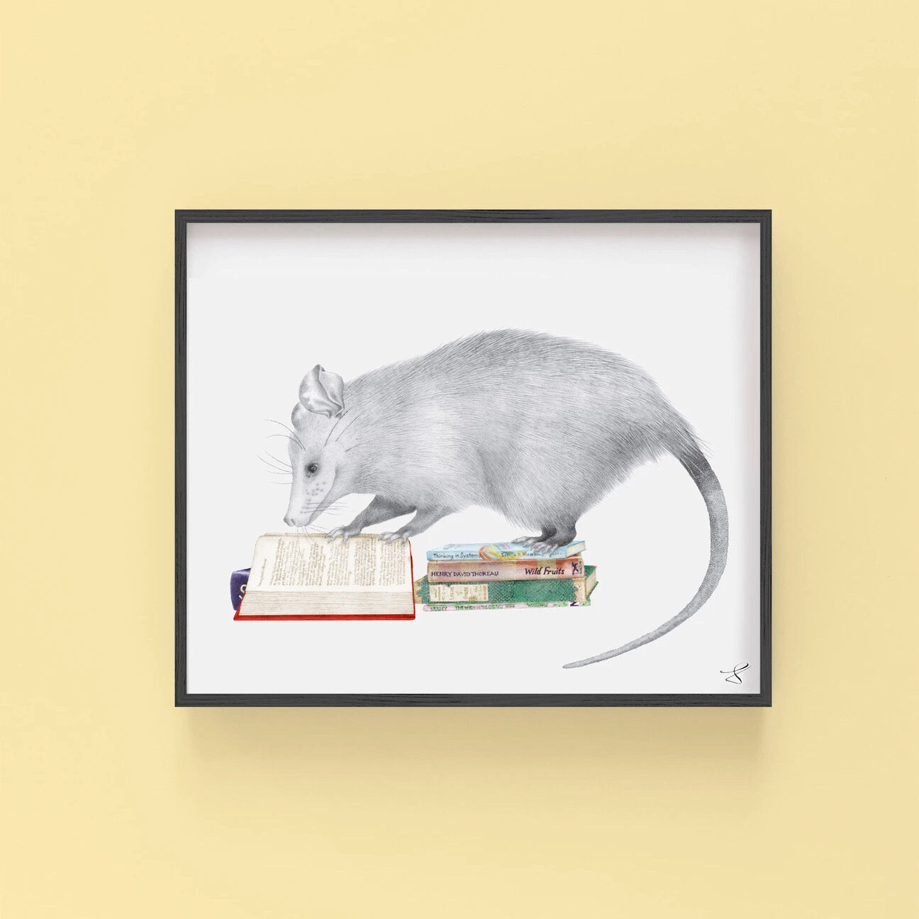 opossum art print