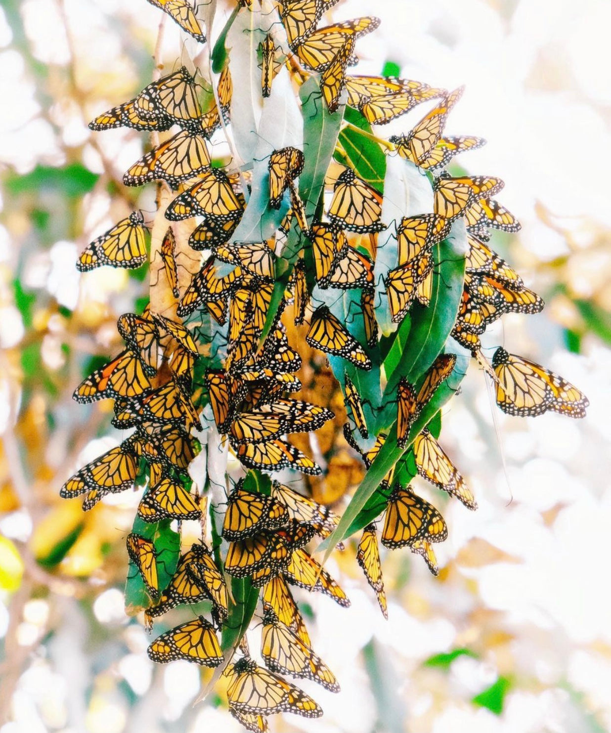 cluster of Monarch butterfly print