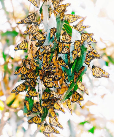 cluster of Monarch butterfly print