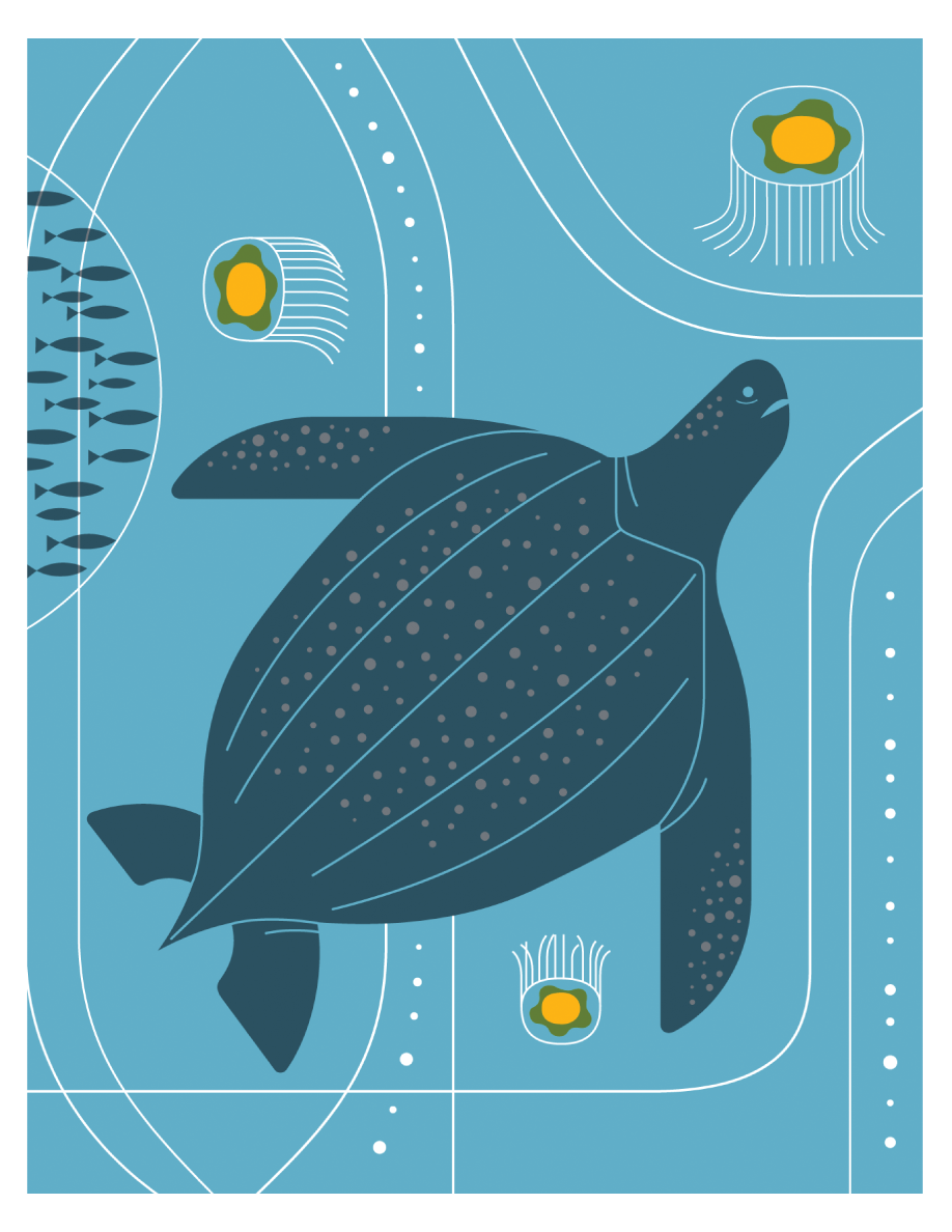 Turtle greeting cards