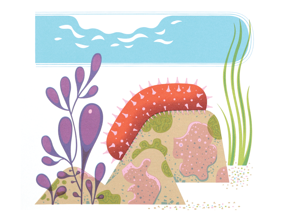sea cucumber greeting card
