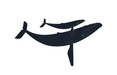 baby whale Sticker